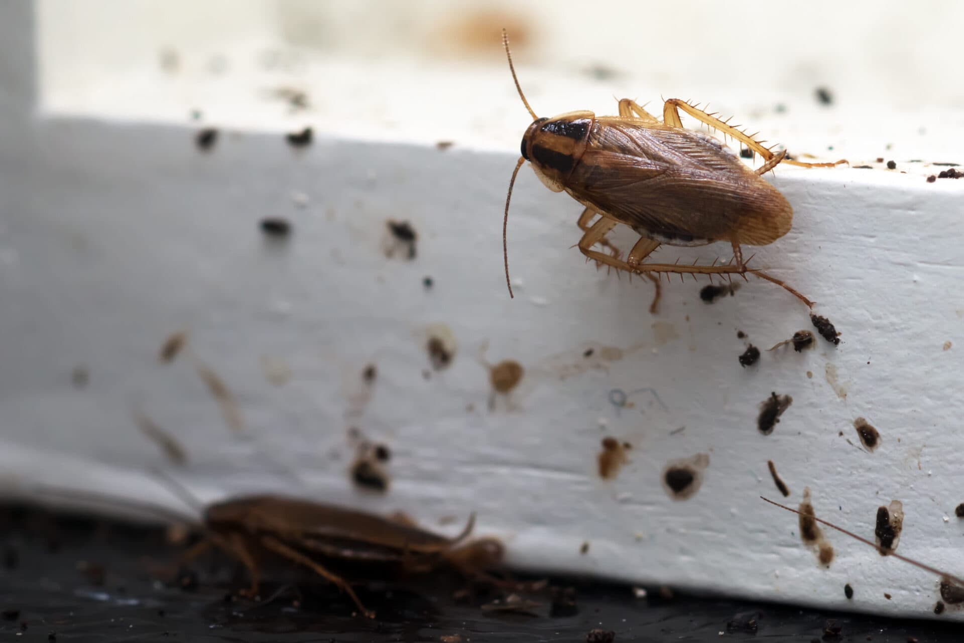 Canine bed bug detection