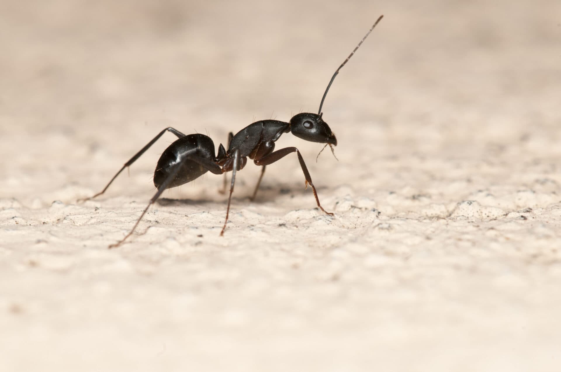 General pest control service