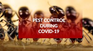 Pest Control Covid
