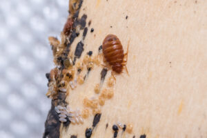 Bed Bugs on bed slates