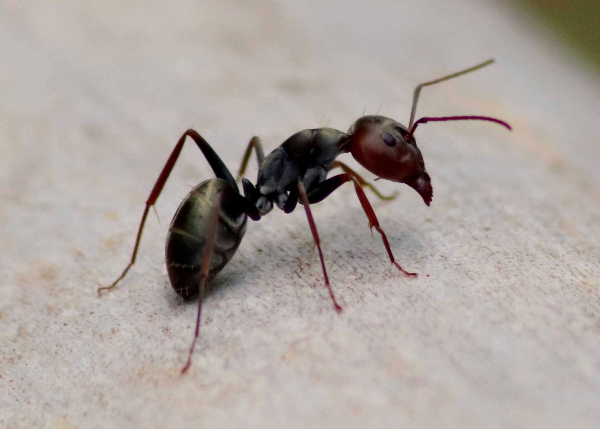 Black Garden Ant on wood.