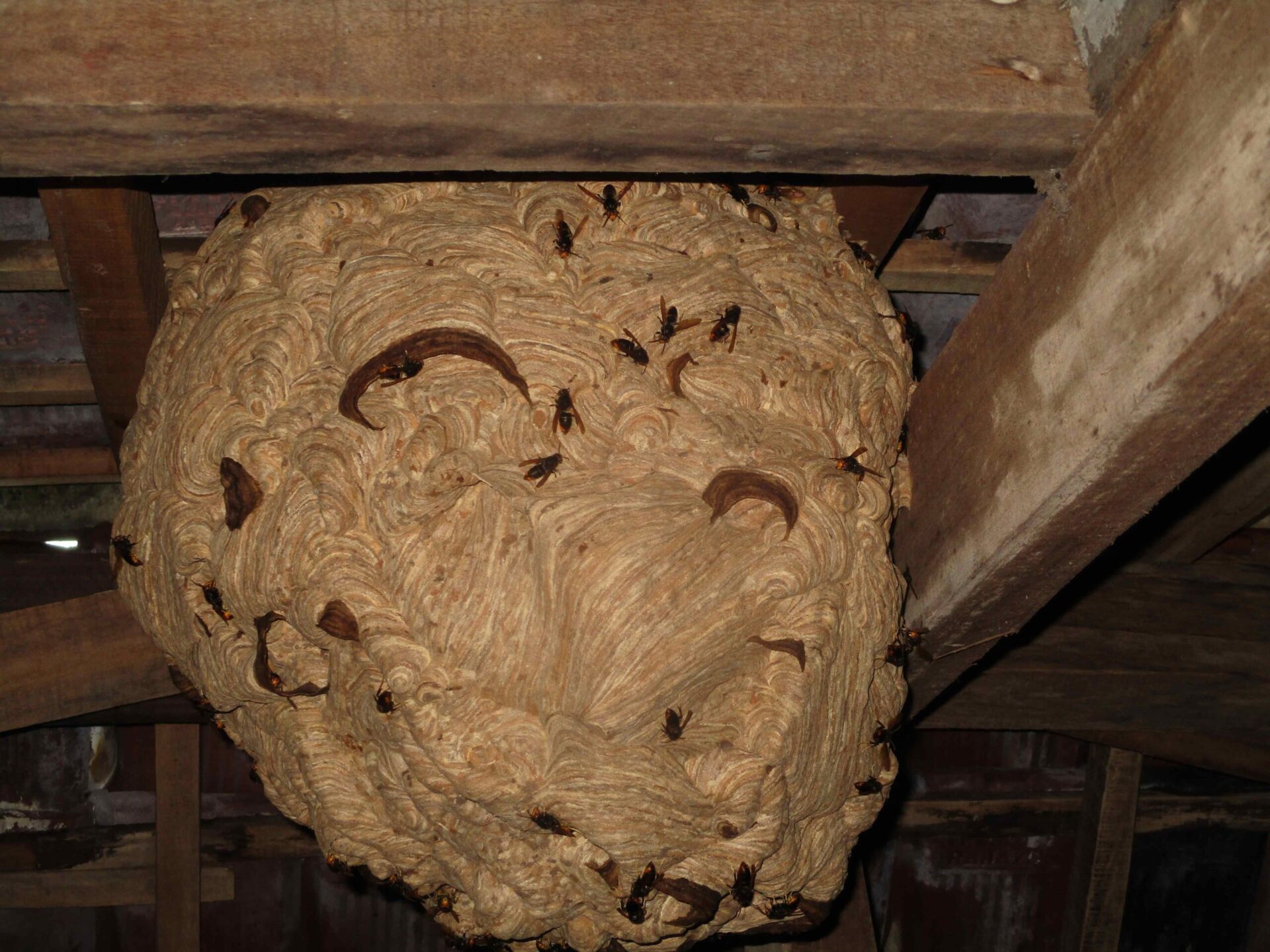 Wasp nest on ceiling of house