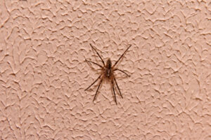 Barn funnel weaver spider on a domestic wall