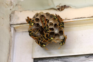 Bees crawling on a paper nest.