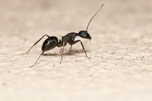 Carpenter Ant